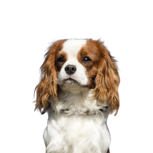 Cavalier King Charles Spaniel - The Gentle Companion