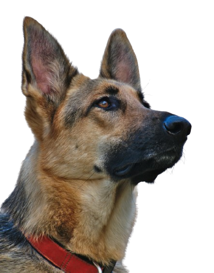 German Shepherd - The Loyal Protector