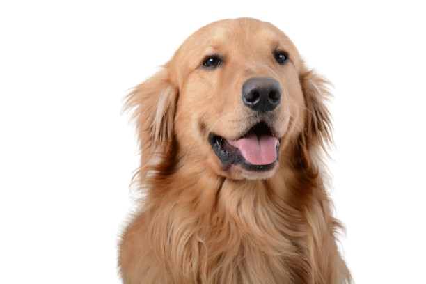 Golden Retriever - The Happy Optimist
