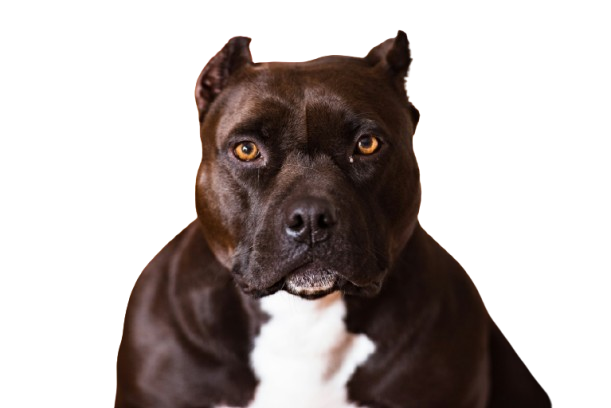 Pit Bull - The Strong Guardian
